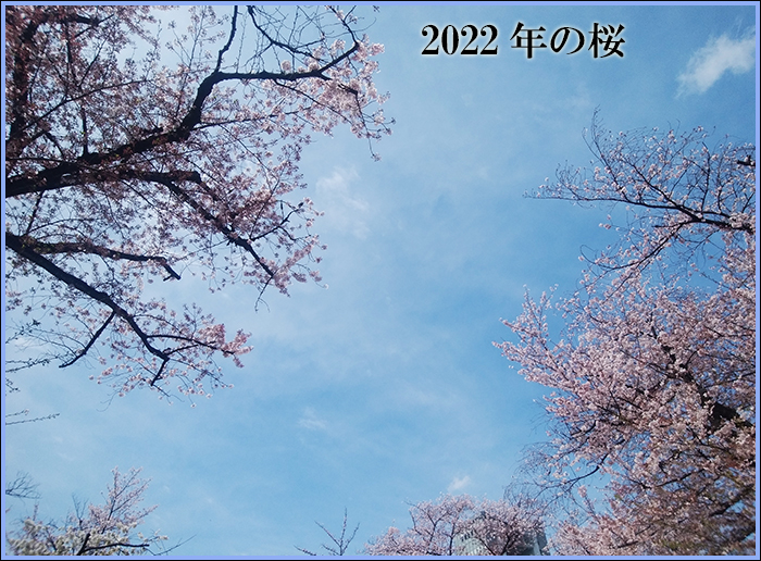 2022の桜