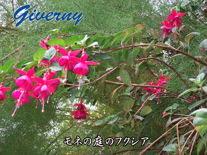 ジベルニー　モネに庭に咲いていたフクシアの花