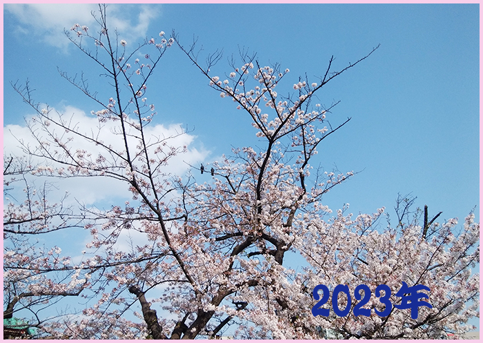 ２０２３年の桜